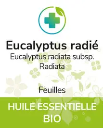Eucalyptus radié BIO 12 ml